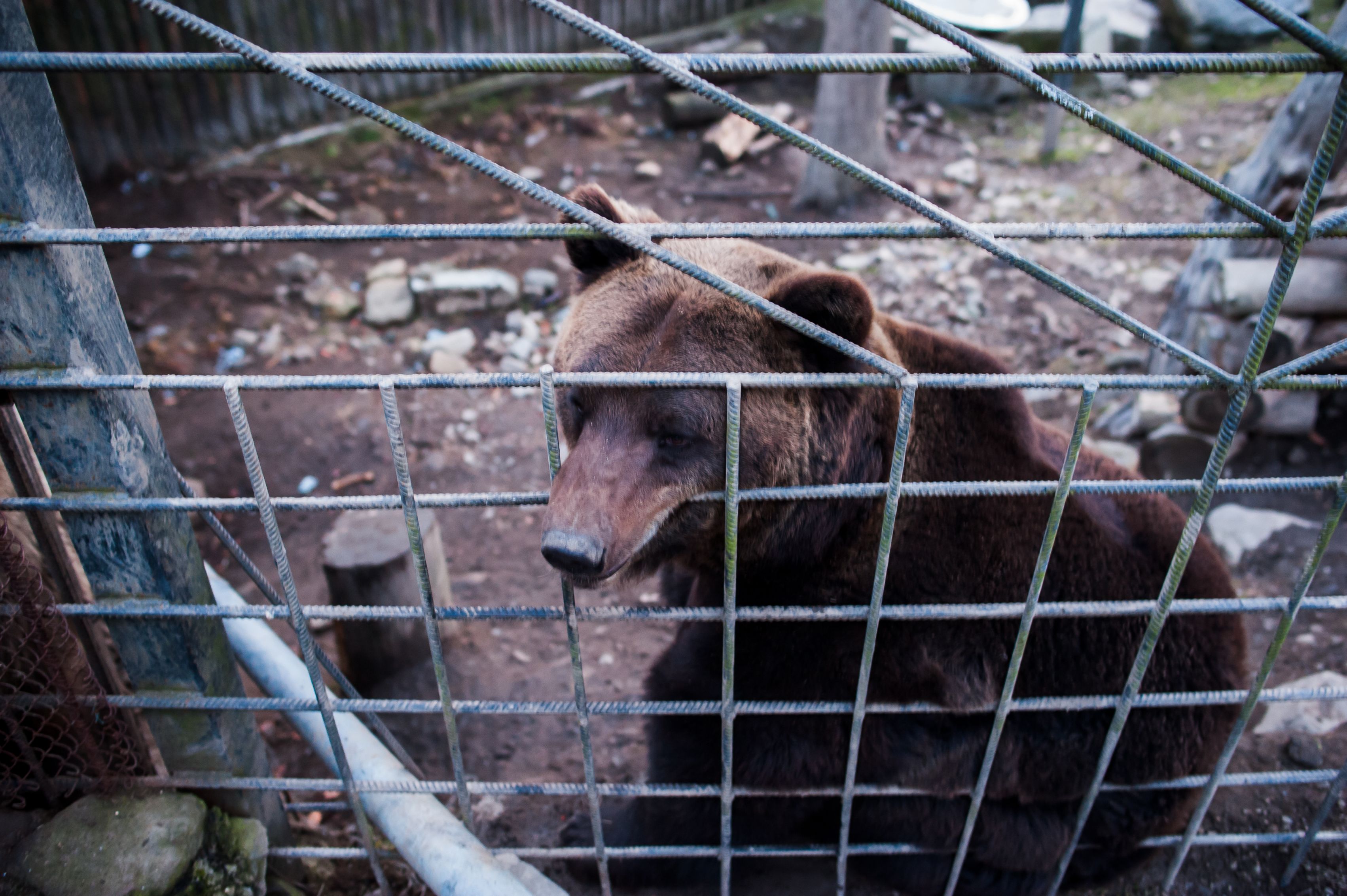 Janukowitsch Bears 2014 Feb