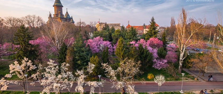 timisoara primavara