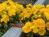 flori timisoara